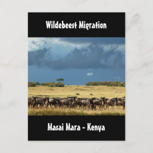 Cartão Postal Migração de Wildebeest Masai Mara Quênia