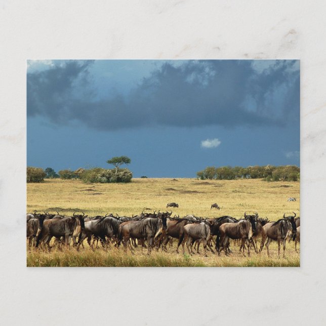Cartão Postal Migração de Wildebeest Masai Mara Quênia (Frente)