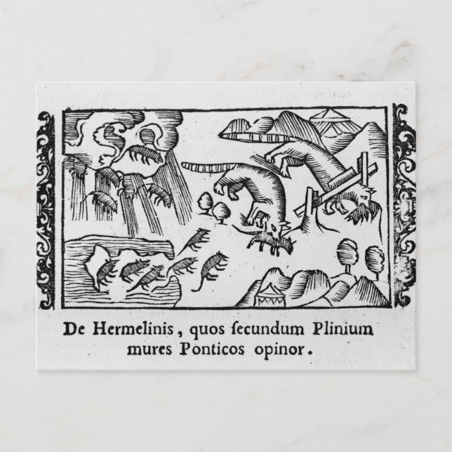 Cartão Postal Migração dos limmings (Frente)