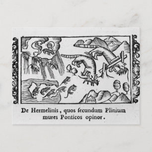 Cartão Postal Migração dos limmings