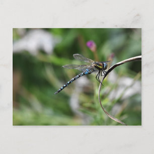 Cartão Postal Migrant Hawker Dragonfly