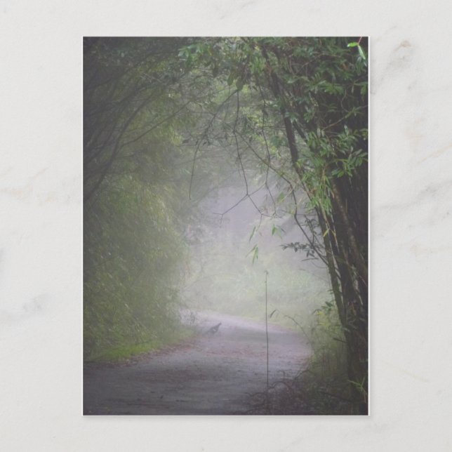 Cartão postal Mikado faasant (Frente)