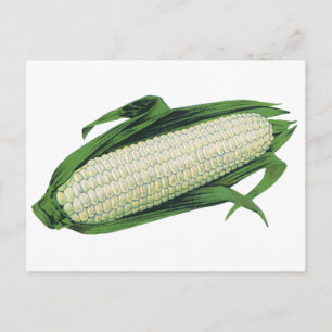 Cartão Postal Milho branco de Comidas de vegetais venenosos no f