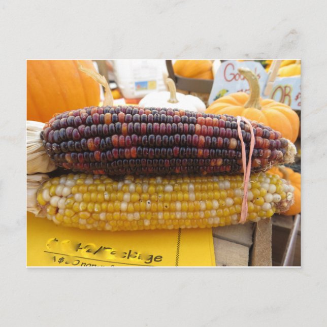 Cartão Postal Milho indiano (Frente)