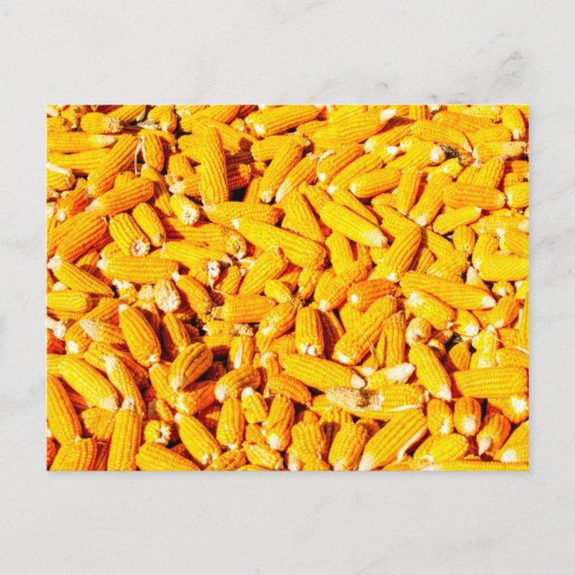 Cartão Postal Milho no Cob (Frente)