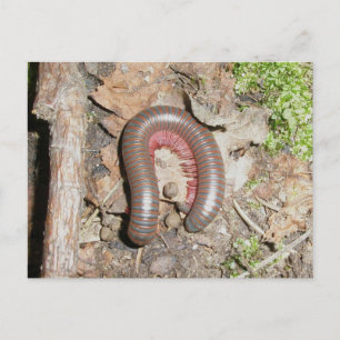 Cartão Postal Milípede (Spirobolida-Narceus americanus)