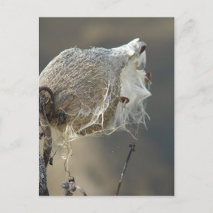 Cartão Postal Milkweed
