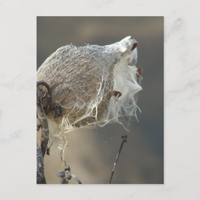 Cartão Postal Milkweed (Frente)