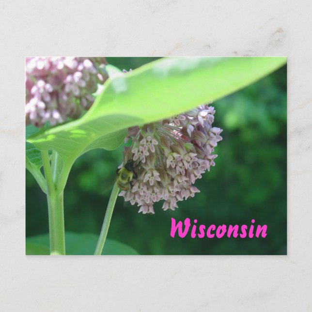 Cartão Postal Milkweed Blooms (Frente)