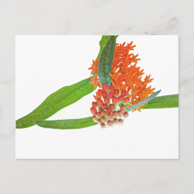 Cartão Postal Milkweed Borboleta em Branco (Frente)