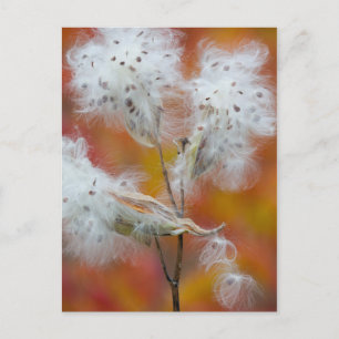 Cartão Postal Milkweed seeds in autumn, Canada