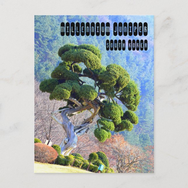 Cartão Postal Millennium Juniper na Coreia Gapyeong (Frente)