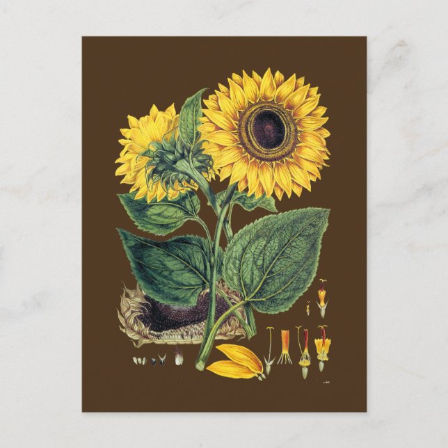 Cartão Postal Miller: Sunflower (Frente)