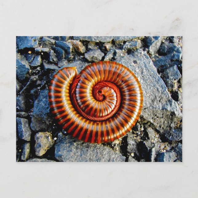 Cartão Postal Millipede Trigoniulus Corallinus Artrópodes Enrola (Frente)