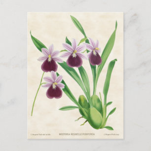 Cartão Postal Miltonia Roxa Orquídea Botânica