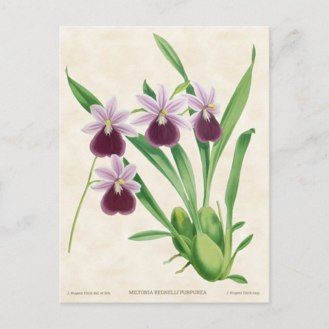 Cartão Postal Miltonia Roxa Orquídea Botânica (Frente)