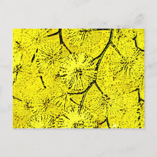 Cartão Postal Mimosa
