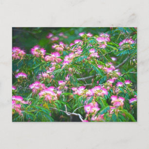 Cartão Postal Mimosa Tree