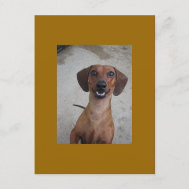 Cartão Postal Minature Dachshund (Frente)