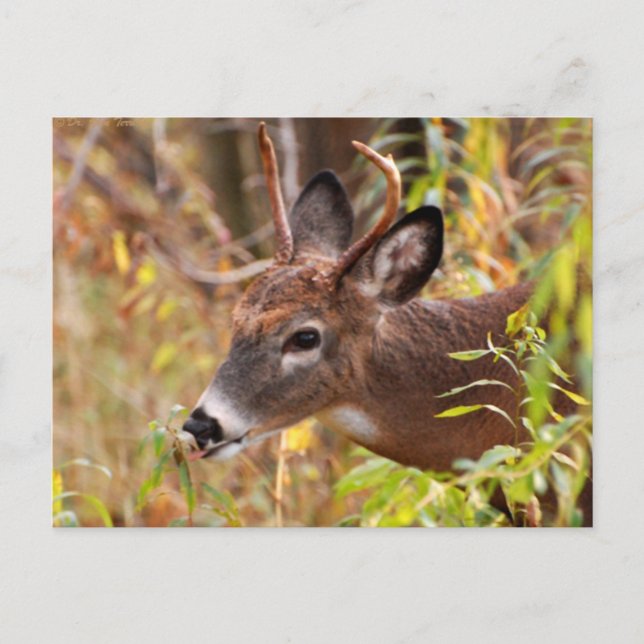 Cartão Postal Minha língua, pega! (Frente)