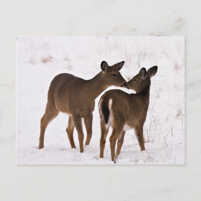 Cartão Postal Minha Mãe Me Ama (Frente)