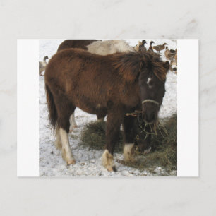 Cartão Postal mini cavalo