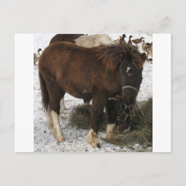Cartão Postal mini cavalo (Frente)