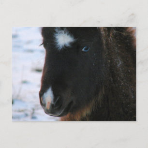 Cartão Postal Mini Cavalo Adorável