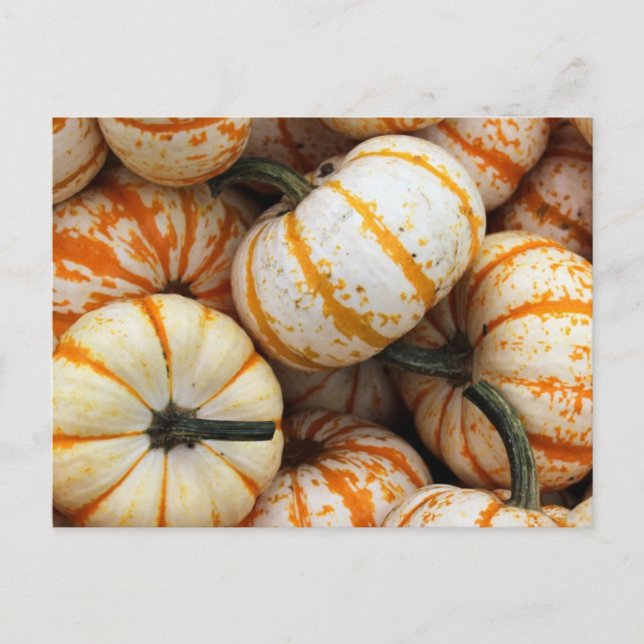 Cartão Postal Mini Pumpkins branca e laranja (Frente)