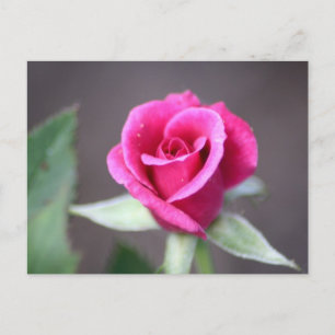 Cartão Postal mini rosa cor-de-rosa escuro