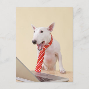 Cartão Postal Miniatura Bull Terrier olhando para o laptop,