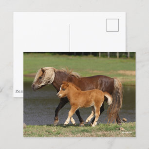 Cartão Postal Miniatura Mare e Foal Andando pelo lago
