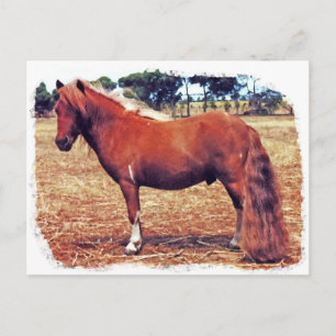 Cartão Postal Miniatura Pony