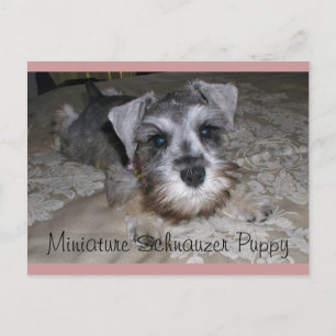 Cartão Postal Miniatura Schnauzer Puppy
