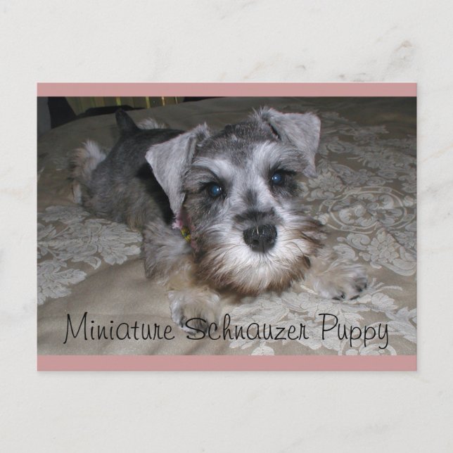 Cartão Postal Miniatura Schnauzer Puppy (Frente)