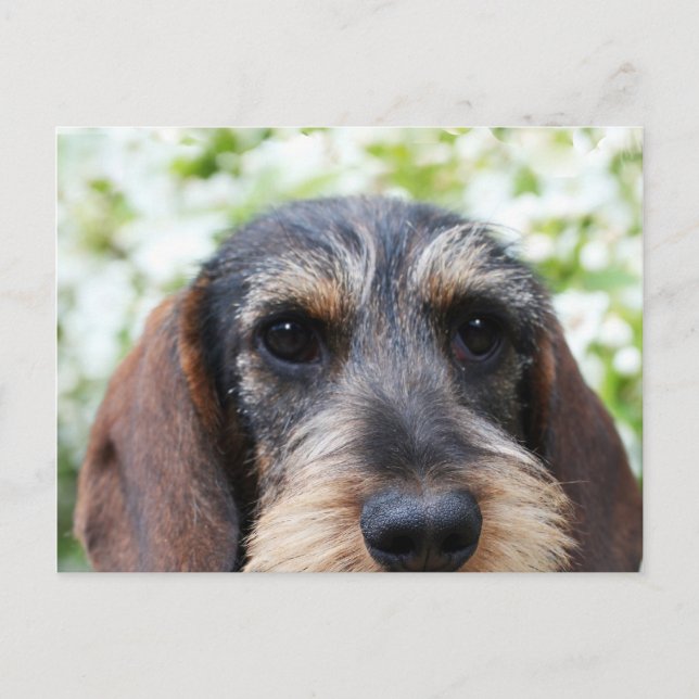 Cartão Postal Miniatura Wire Haired Dachshund (Frente)