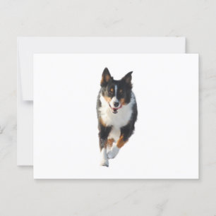 Cartão Postal Miniature American Shepherd Preto Tri Correndo