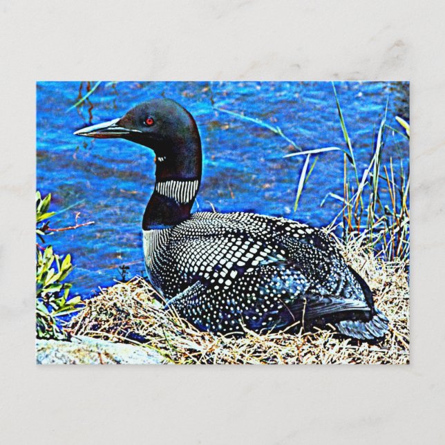 Cartão Postal Minnesota Common Loon (Frente)