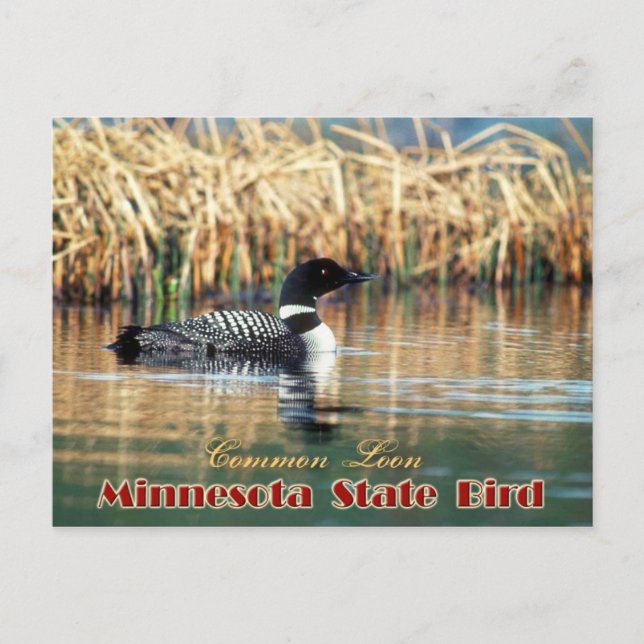 Cartão Postal Minnesota State Bird - Leão Comum (Frente)
