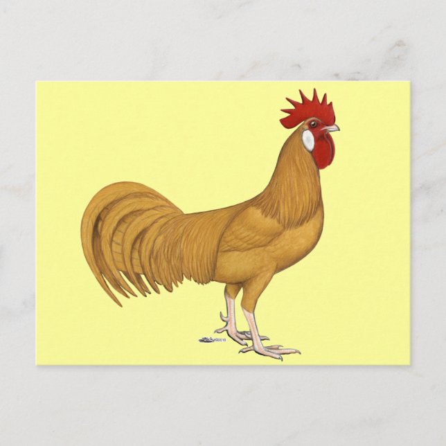 Cartão Postal Minorca:  Buff Rooster (Frente)