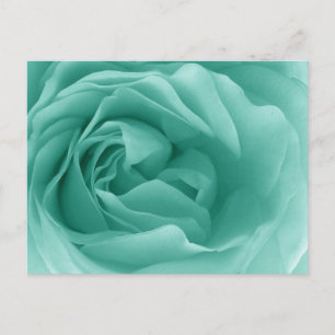 Cartão Postal MINT GREEN Close Up of a Fril Rosa
