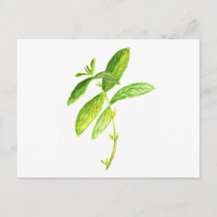 Cartão Postal Mint herb Mint watercolor impressão