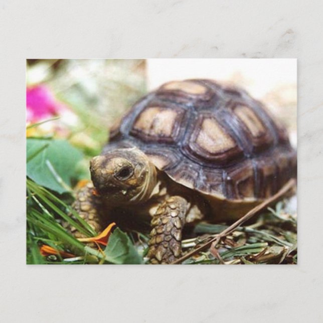 Cartão Postal minúsculo (Frente)