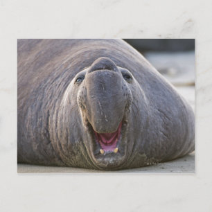 Cartão Postal Mirorounga_angustirostris