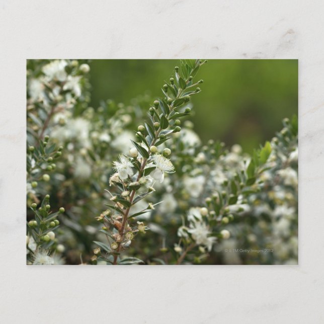 Cartão Postal mirtilha verdadeira na flor (Frente)