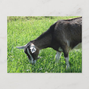 Cartão Postal Misha, o Cabra