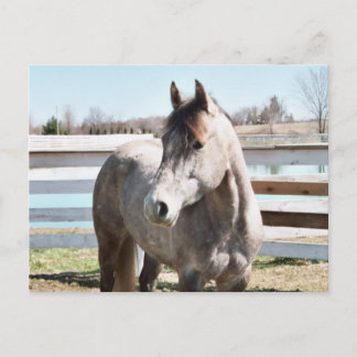 Cartão Postal Miss Peppy Shu