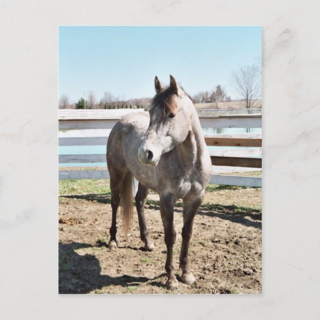 Cartão Postal Miss Peppy Shu (Frente)