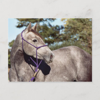 Cartão postal Miss Peppy Shu