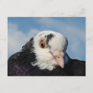 Cartão Postal Miss Pigeon